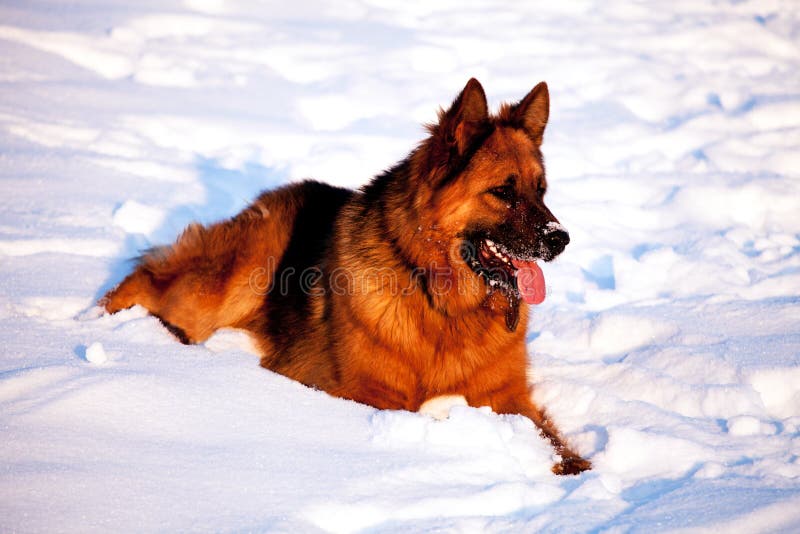 german shepherd dog winter portrait