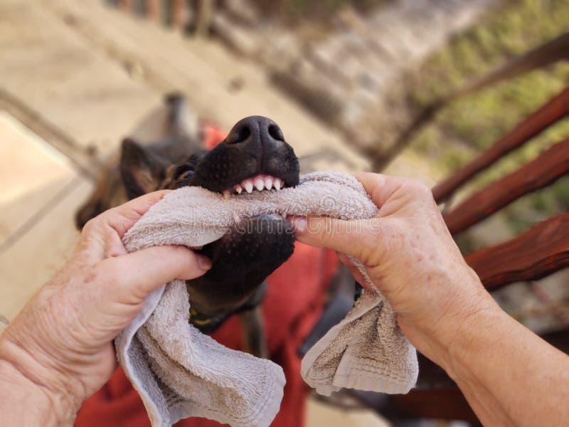 German shepherd dog young puppy playing with human hand. Slovakia