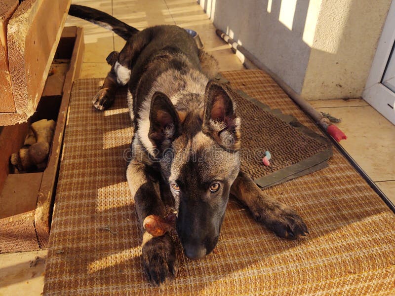 German shepherd dog young puppy eating the bone, meat or granula.