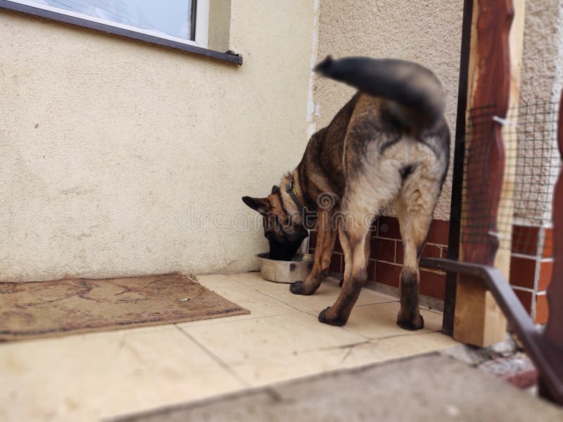 German shepherd dog young puppy eating the bone, meat or granula.