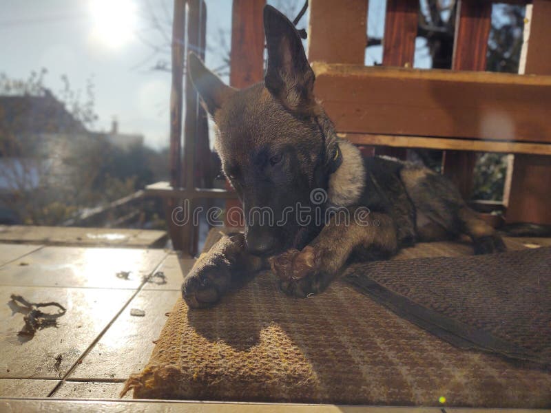 German shepherd dog young puppy eating the bone, meat or granula.