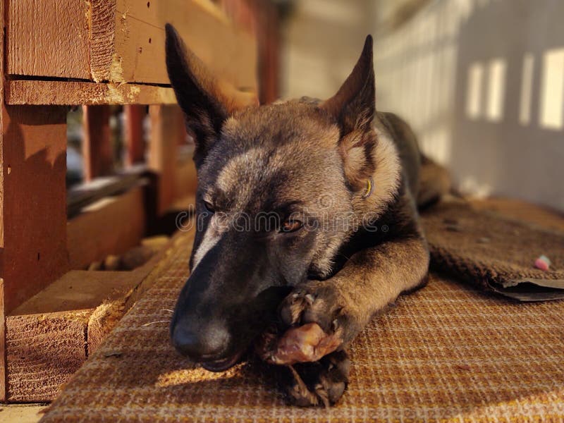 German shepherd dog young puppy eating the bone, meat or granula.