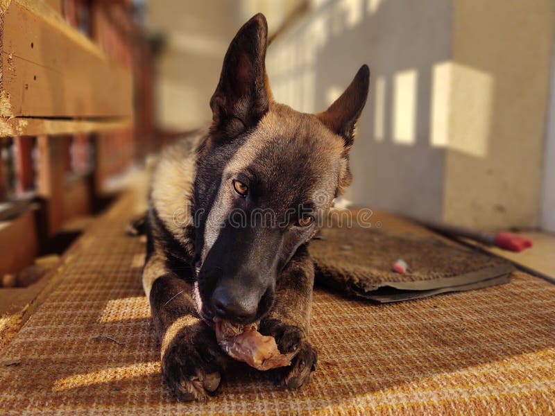 German shepherd dog young puppy eating the bone, meat or granula.