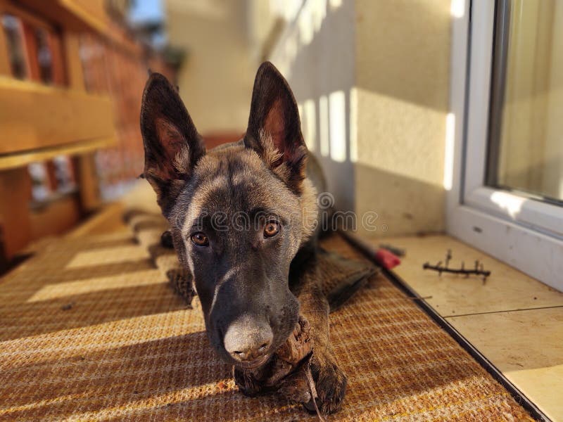 German shepherd dog young puppy eating the bone, meat or granula.