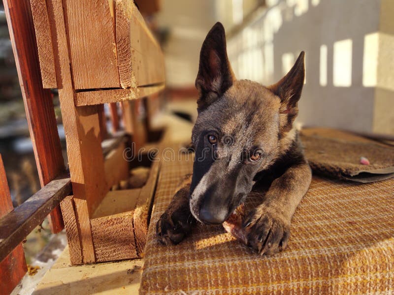 German shepherd dog young puppy eating the bone, meat or granula.