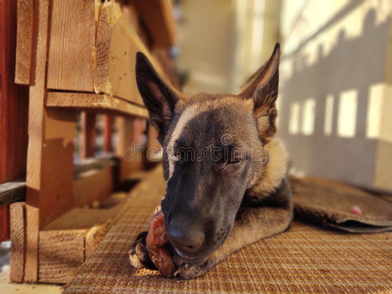 German shepherd dog young puppy eating the bone, meat or granula.