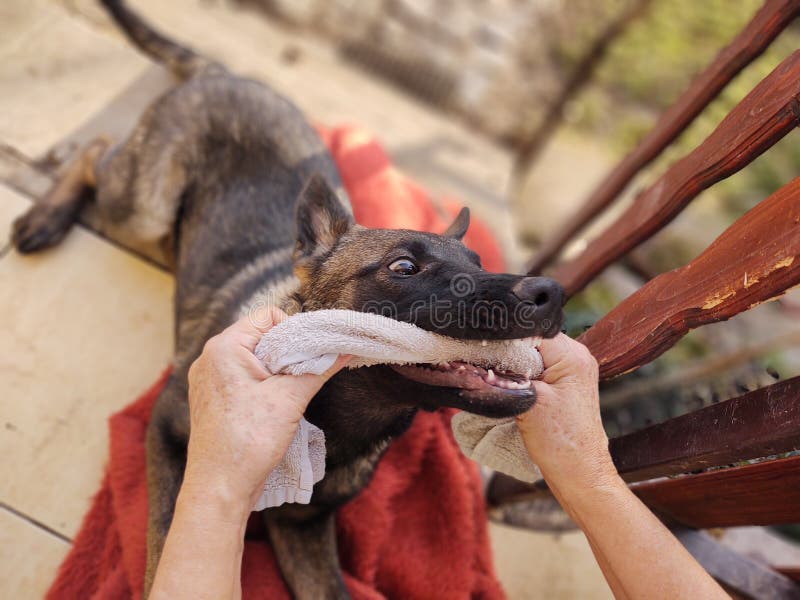 German shepherd dog young puppy playing with human hand. Slovakia