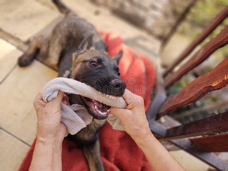 German shepherd dog young puppy playing with human hand. Slovakia