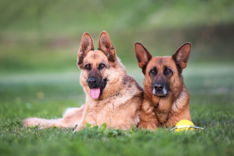 German Shepherd Dogs Outdoors in Summer Stock Image - Image of head ...