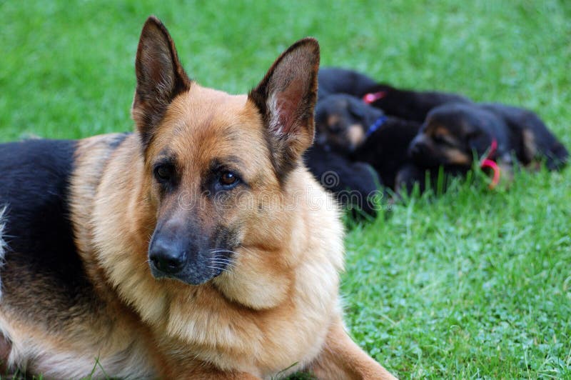 GERMAN SHEPHERD FAMILY stock image. Image of happy, domestic - 903289