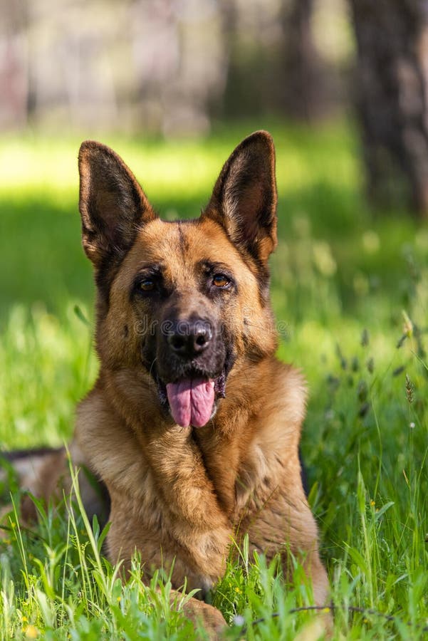 German Shepherd GSD Dog Portrait. Laying on Grass. Head,Eyes,Ears,Tonge Details