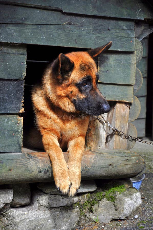 German Shepherd in Its Kennel Stock Image Image of wooden, brown 57826721