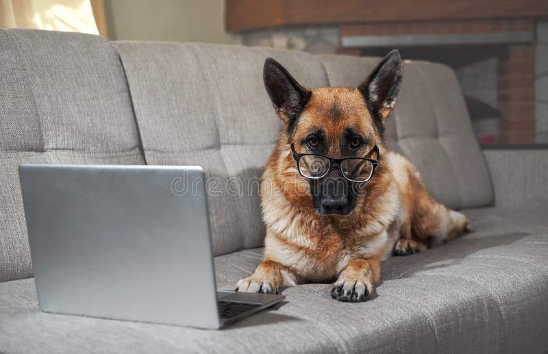 Charming worker lies at home in living room and does his job. Creative dog at remote work online. German Shepherd in large glasses