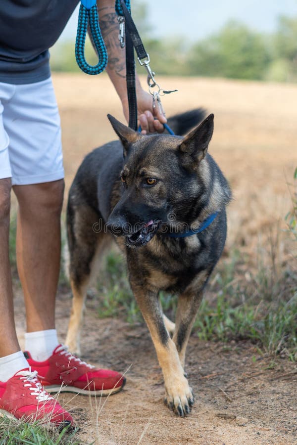 German Shepherd on Leash Held by His Owner Walking in the Park Stock