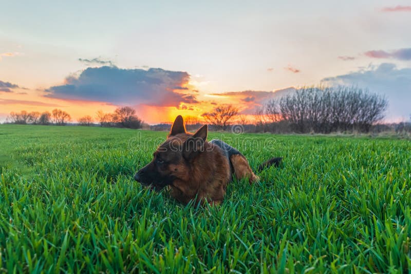 German Shepherd Lies on Green Grass in a Field at Sunset Stock Photo Image of landscape, farm