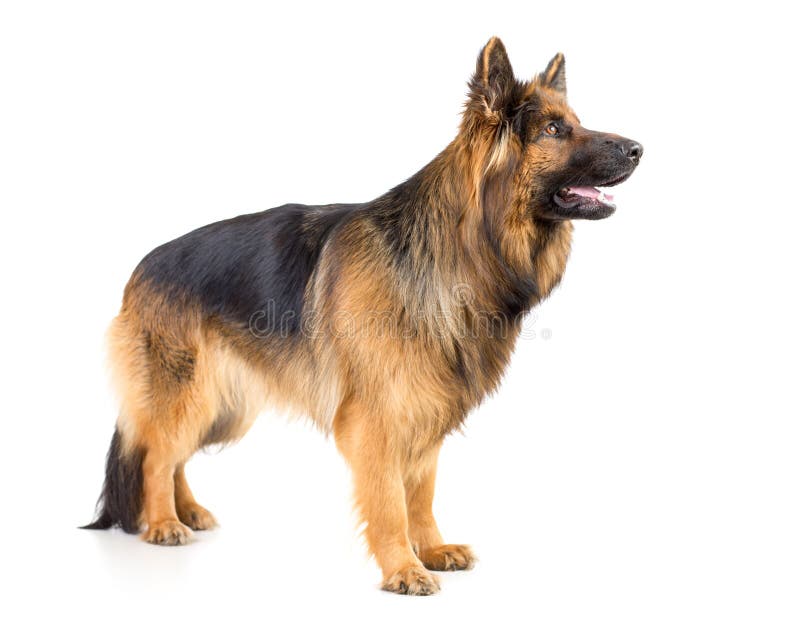 German shepherd long-haired dog standing profile studio shot isolated