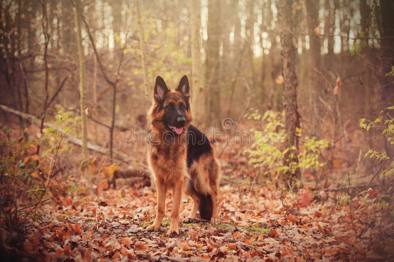 German Shepherd