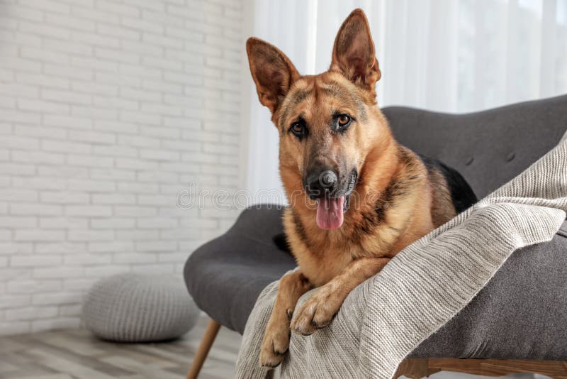 German Shepherd Lying on Sofa Stock Photo - Image of german, indoors ...