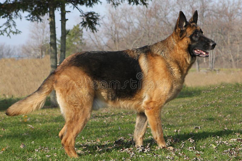 German Shepherd Male