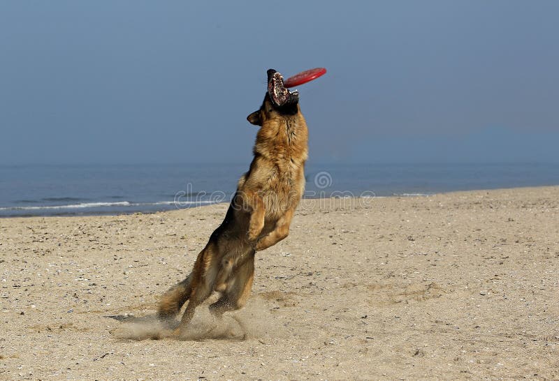 german shepherd frisbee