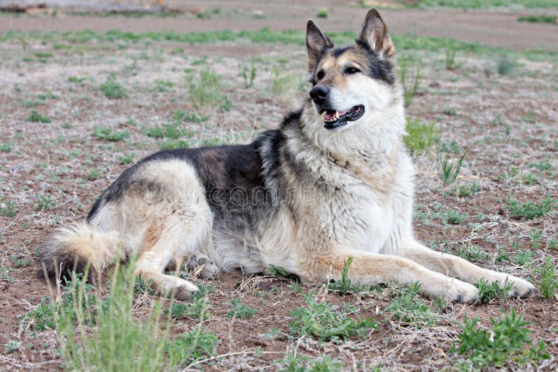 German Shepherd Mixbreed dog