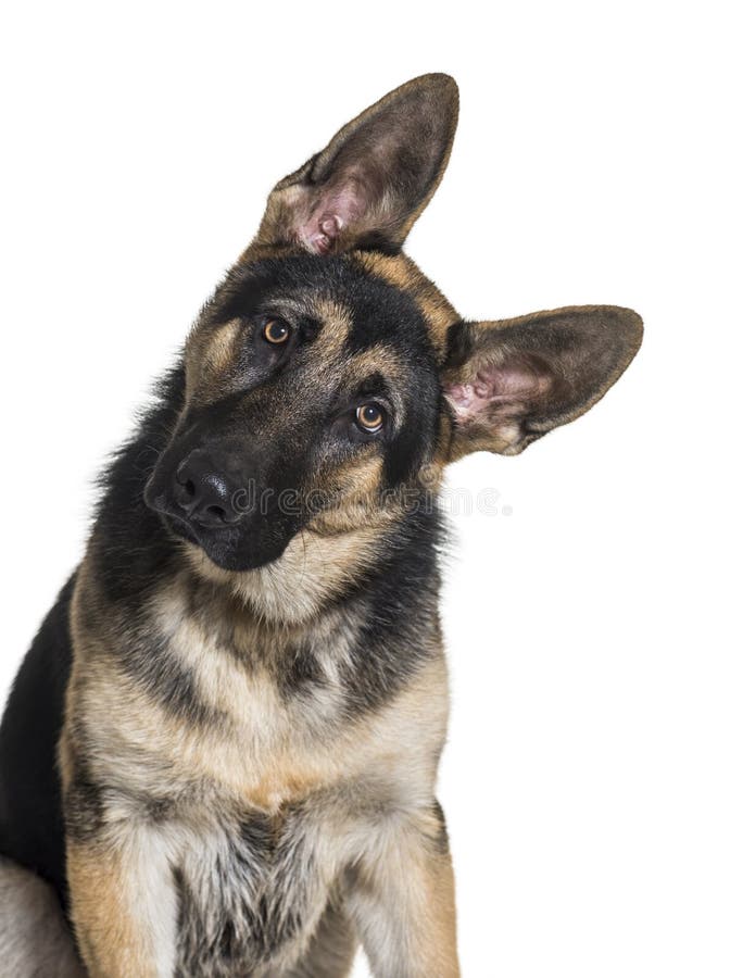 German Shepherd, 7 months old, in front of white background
