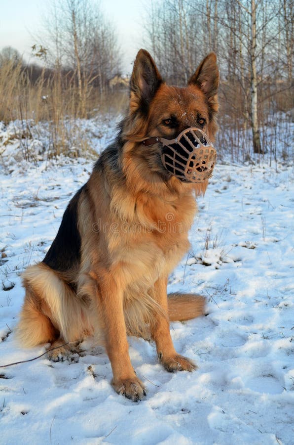 German Shepherd in muzzle stock photo. Image of background 48432022