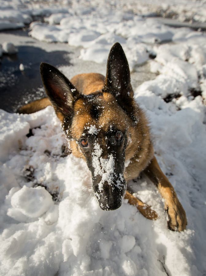 German Shepherd with Nose Covered in Snow Stock Photo - Image of ...