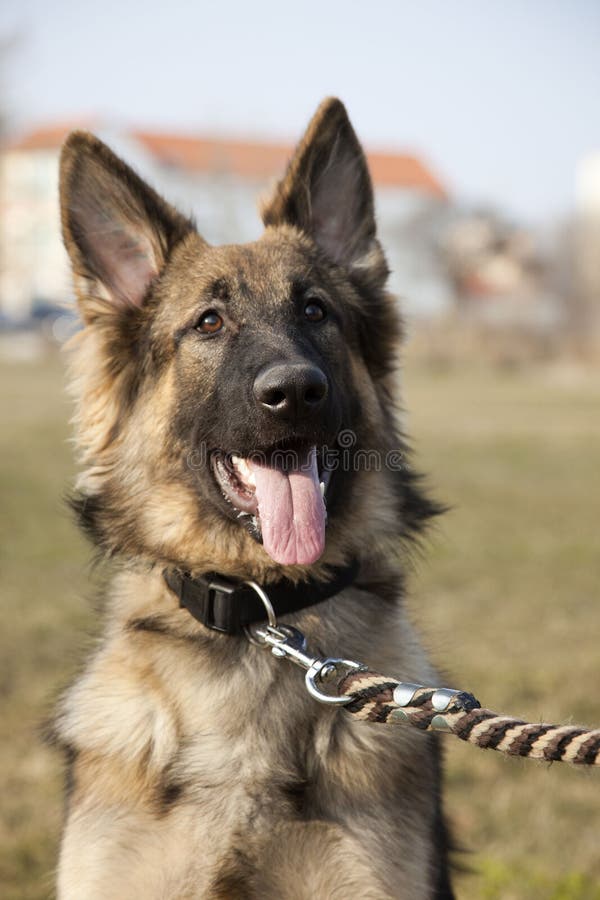 Lovely German Shepherd Outdoors In Summer Time Stock Image Image Of