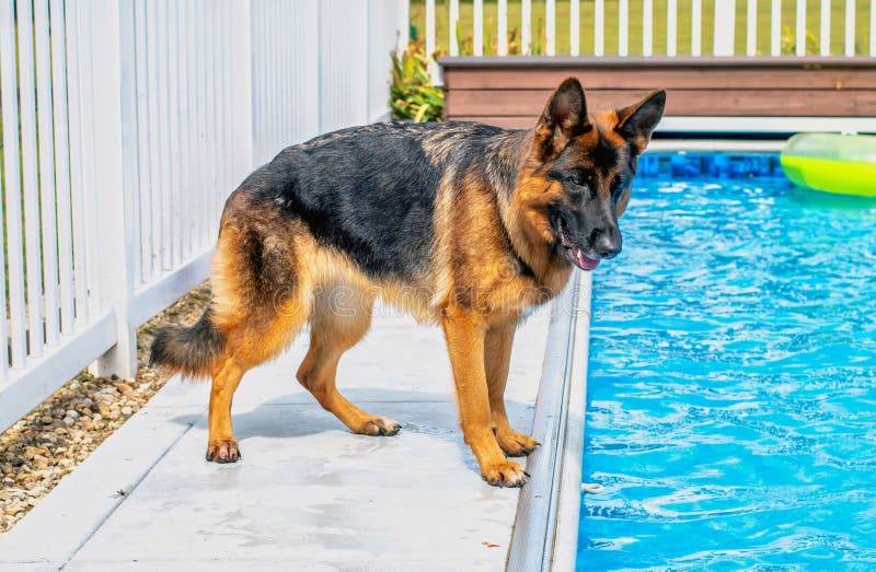 German Shepherd Dog Standing by a Pool Stock Photo Image of ground