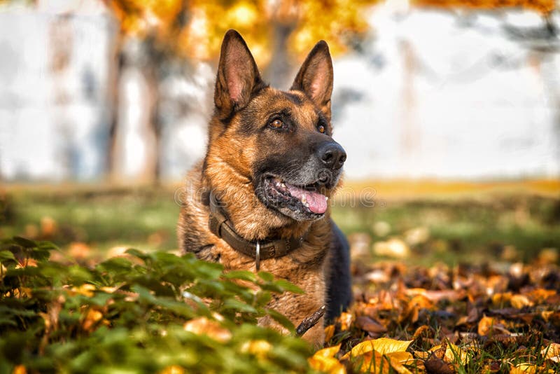 German Shepherd Portrait stock photo. Image of tongue - 36207616