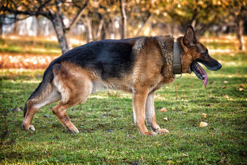 German Shepherd Portrait Side View Stock Image - Image: 36209111