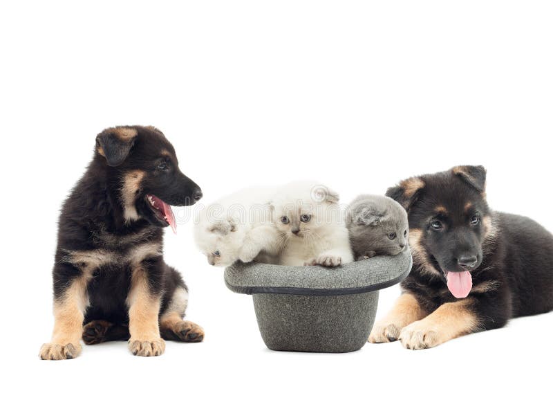 German Shepherd puppies and British Fold kittens royalty free stock photo German Shepherd puppies and British Fold kittens royalty free stock photo