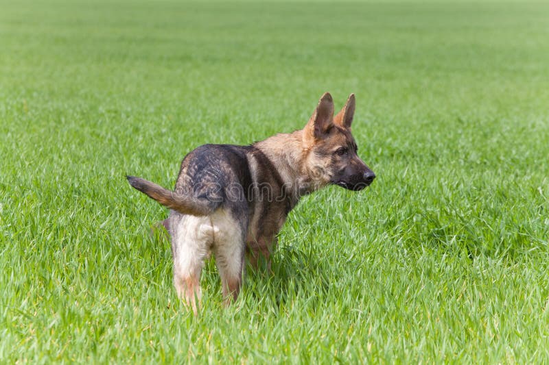 German shepherd puppy