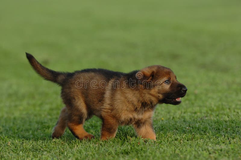 German shepherd puppy