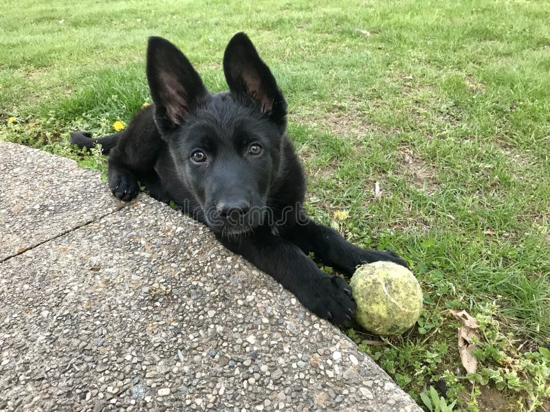 german shepherd with big ears