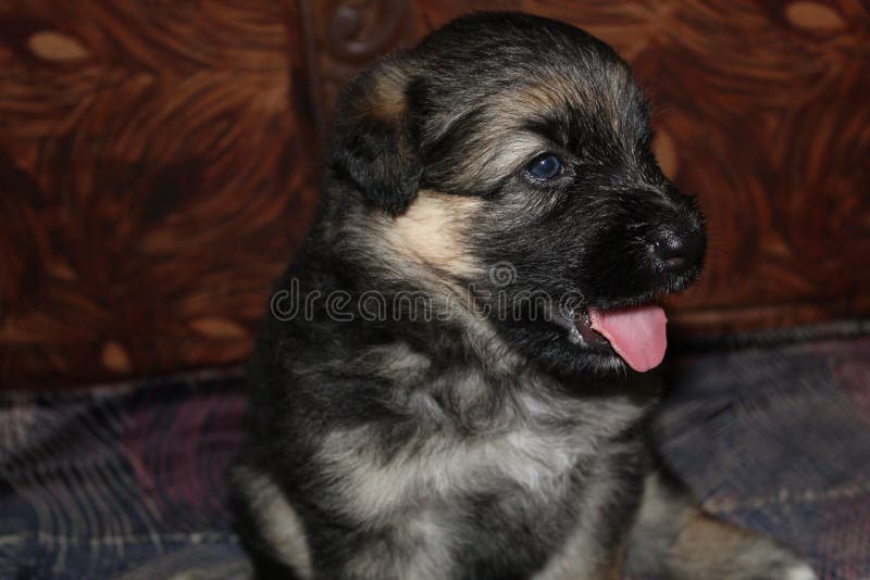 German Shepherd Puppy Cute Puppy Wallpaper Stock Photo - Image of hound,  snout: 191817570