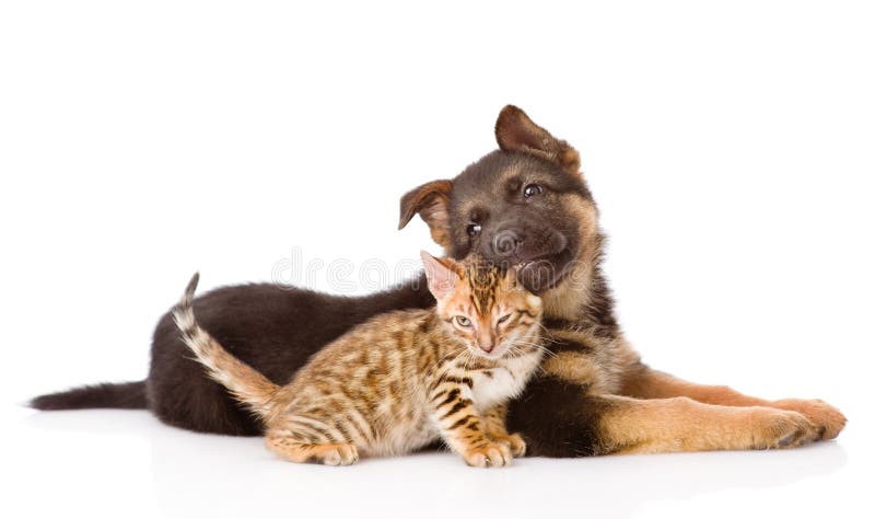 German shepherd puppy dog biting bengal cat. isolated on white