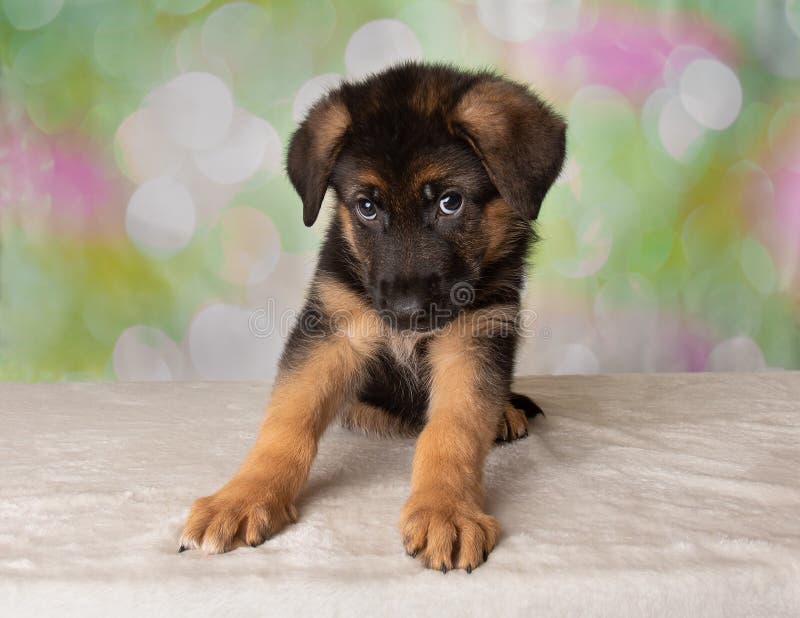 Cute Puppy German Shepherd Dog Stock Photo Image Of Listening Hairy