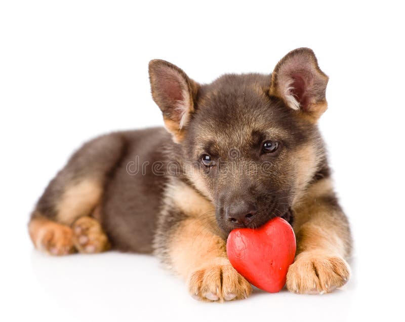 German shepherd puppy dog with a red heart. isolated on white