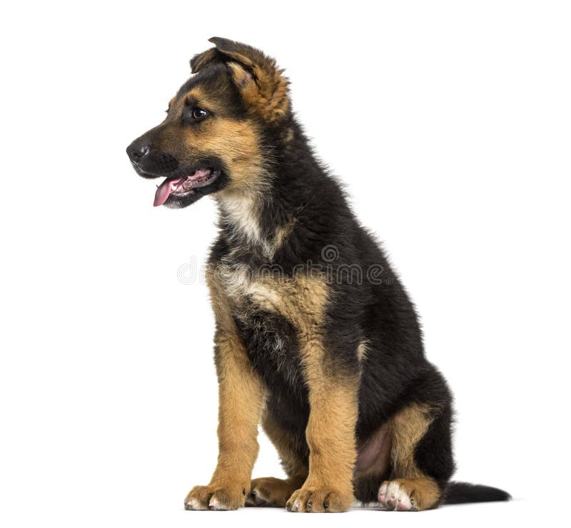 how big are german shepherds at 3 months