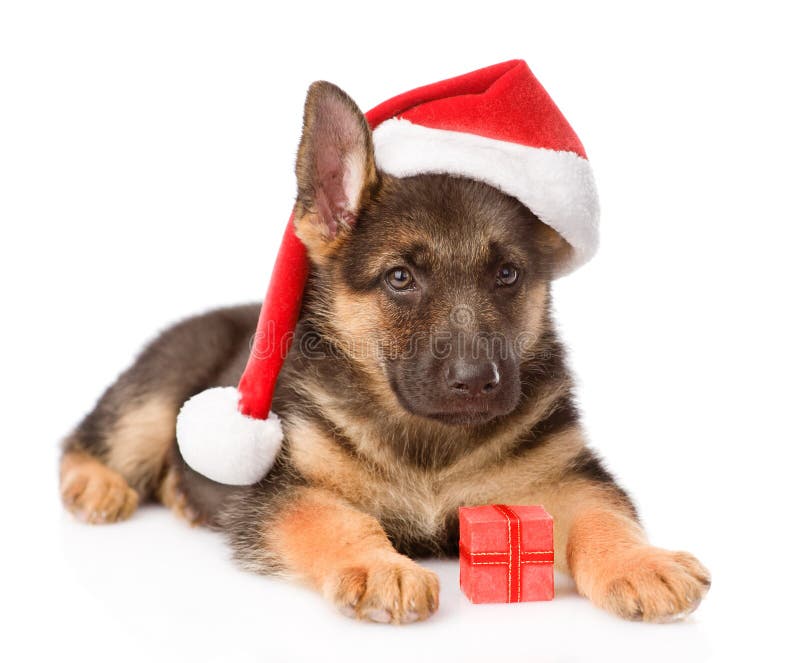 German Shepherd puppy with red hat and gift box. isolated on white