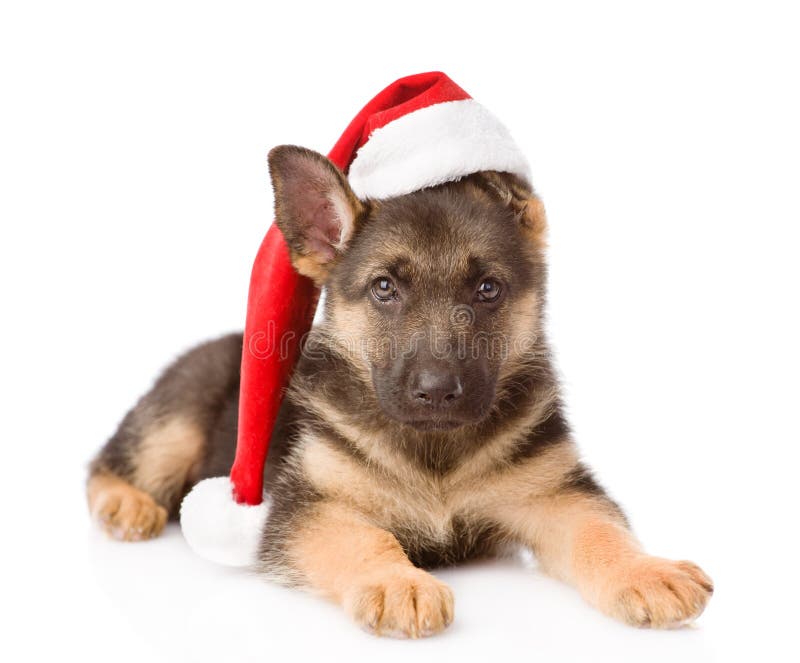 German Shepherd puppy with red hat. on white background