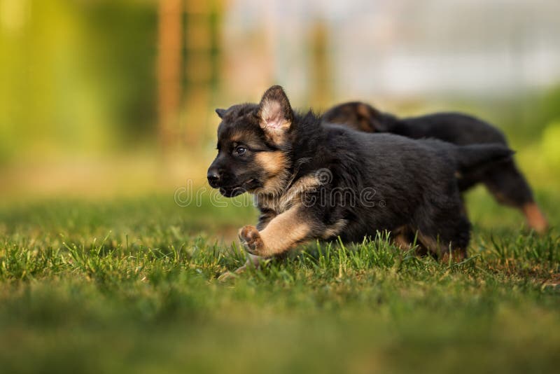 Are German Shepherds Good Outdoor Dogs
