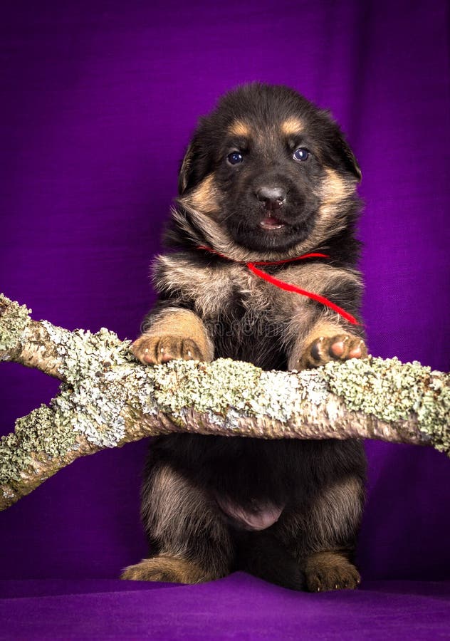 German Shepherd Puppy Sitting. Purple Background. Stock Image Image