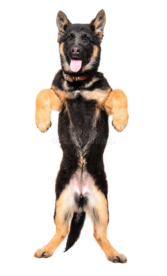 German Shepherd Puppy Standing on His Hind Legs Stock Image - Image of ...