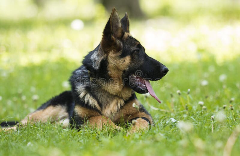 German Shepherd puppy stock image. Image of walk, shepherd 148081011