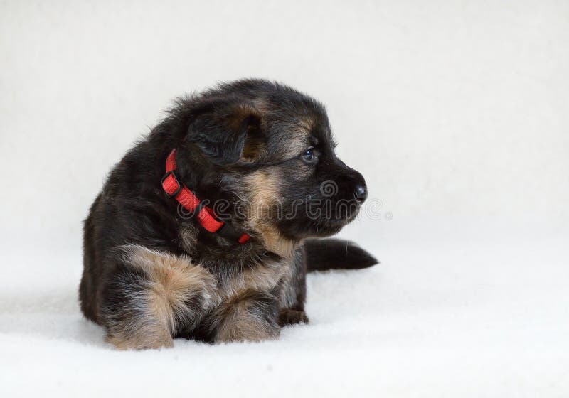 german shepherd dog collars