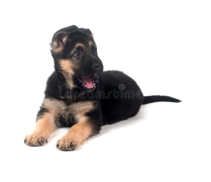 German Shepherd puppy yawning on white