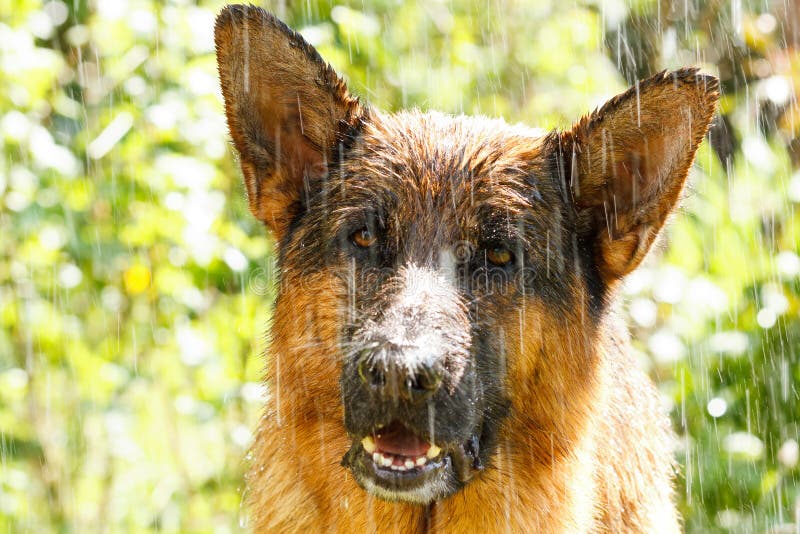 Can German Shepherds Get Sick In The Rain